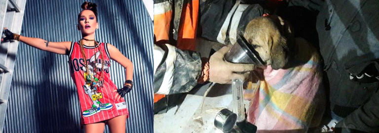 Demet Akalın Kuyuya Düşen Köpeğe Sessiz Kalamadı