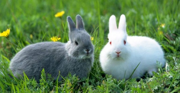 Polonya Sağlık Bakanlığı:”Tavşanlar gibi sevişin”