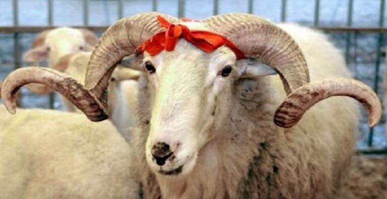 Kurban bayramı tatili kaç gün? Tatil günleri belli oldu! Kurban Bayramı ne zaman?