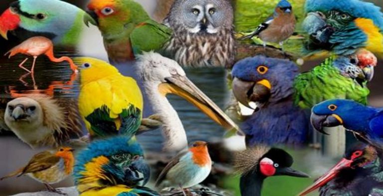 Türkiye hangi kuşu seçti? İşte ilginç sonuç!