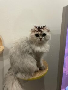 Kedisini Boyayan Yıldız Tilbe