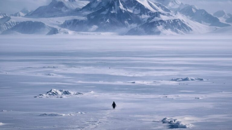 Sosyal Medyada Nihilist Penguen Nedir?